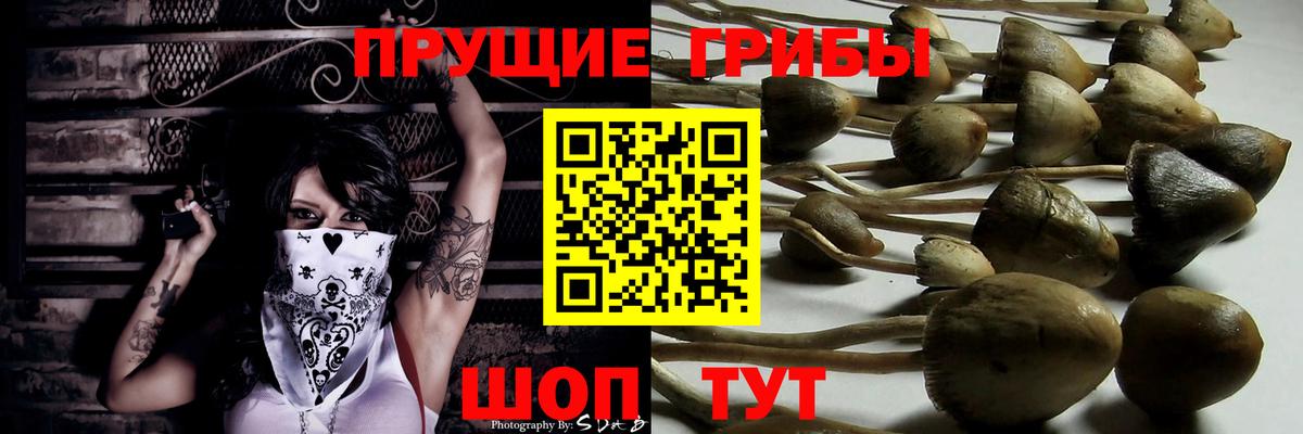 Псилоцибиновые грибы Psilocybe Сарапул